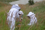 apiculture...