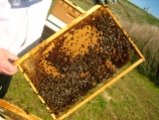 apiculture.